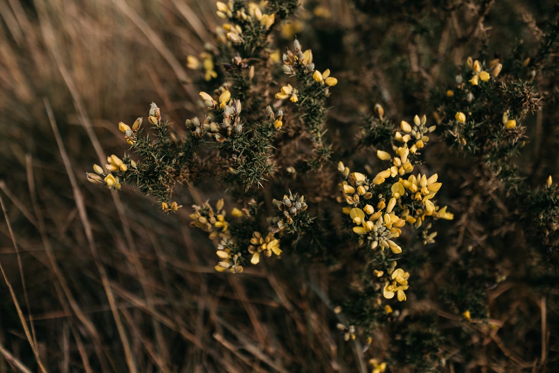 Close-Up Shot of Blooming Yellow Flowers